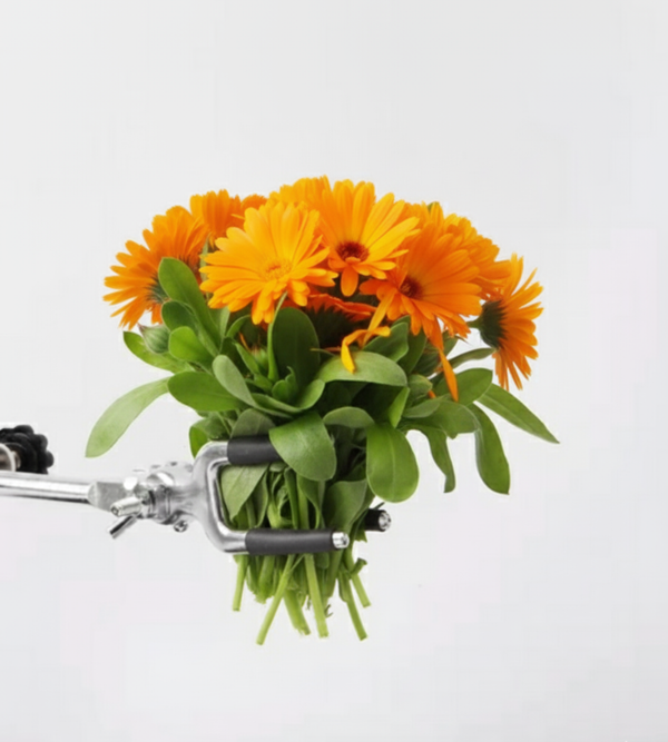 Calendula oil