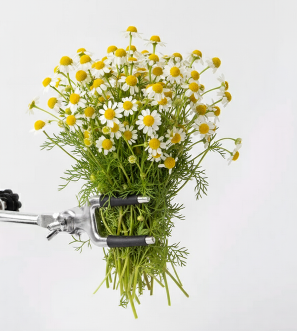 Roman chamomile essential oil